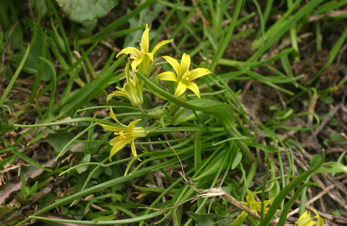 Gagea minima (L.) Ker Gawl. (in Liguria!)